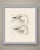 This antique bird print shows two swan heads lettered fig i and fig ii, each drawn in profile at a large size to show the...