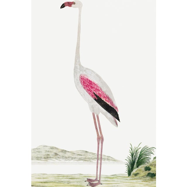 Greater Flamingo by Robert Jacob Gordon, vintage bird illustration from Phoenicopterus ruber roseus (1777–1786), available...