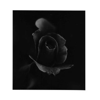 Rose Still Life Black and White Photo by Garo For Sale