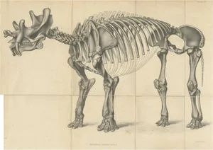 Marsh, Tinoceras Ingens, 1886, Print