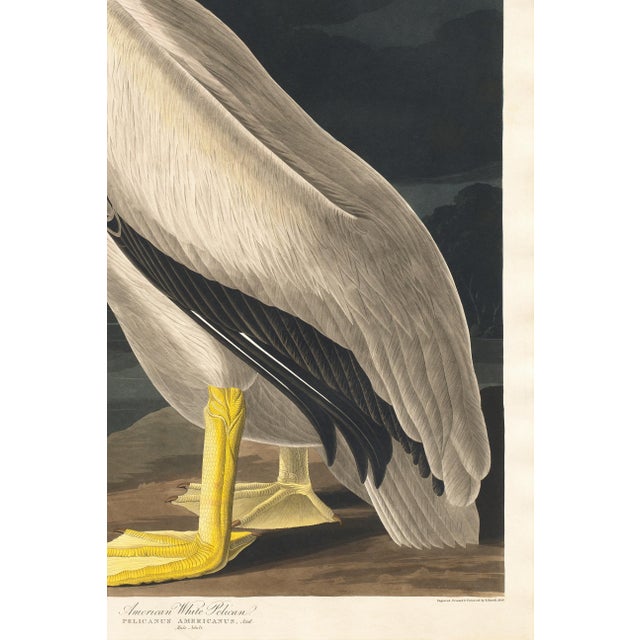 Not Yet Made - Made To Order American White Pelican (Audubon), Vintage Art Print Reproduction, 24″ × 36″ For Sale - Image 5 of 8