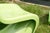 Panton Classic Chairs in Lime Green - A Pair For Sale - Image 10 of 13