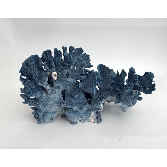 Shell Natural Blue Coral Specimen Coastal Decor For Sale - Image 7 of 9