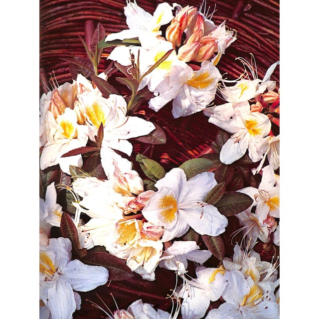 "The Rothschild Rhododendrons: A Record of the Gardens at Exbury" 1967 Phillips, c.e. & Barber, Peter N. For Sale - Image 4 of 12