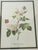 Traditional 1960s P.F.Redoute Vintage Chromolithograph of Roses in Gold Frame For Sale - Image 3 of 4