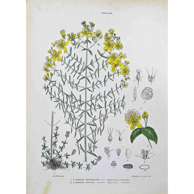 Vincenzo Tenore, The Hypericaceae, Lithograph, 1870s For Sale