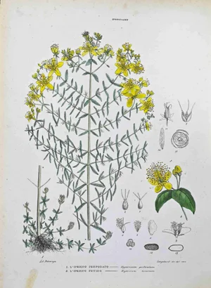 Vincenzo Tenore, The Hypericaceae, Lithograph, 1870s