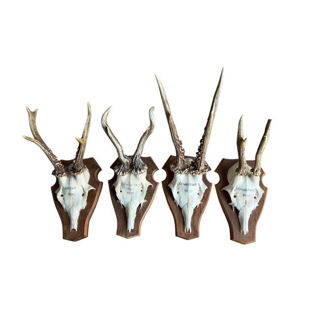 Nice set of 4 roe deer antler trophy plaques. measurement is for largest trophy