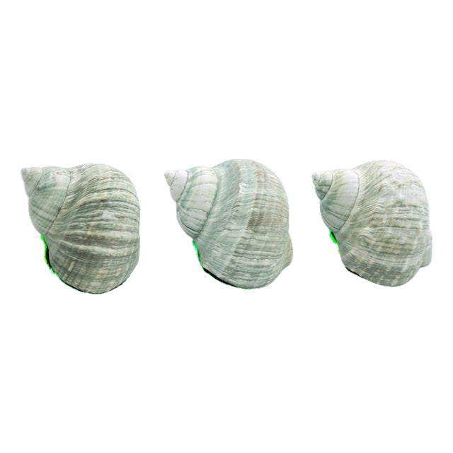 Pale Aqua Green Turbo Shells – Set of 3 For Sale