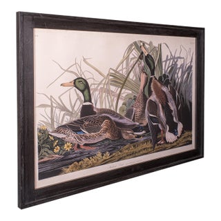 Vintage Mallard Duck Picture, English, Framed Print, Jj Audubon, Wildlife Art For Sale