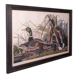 Vintage Mallard Duck Picture, English, Framed Print, Jj Audubon, Wildlife Art