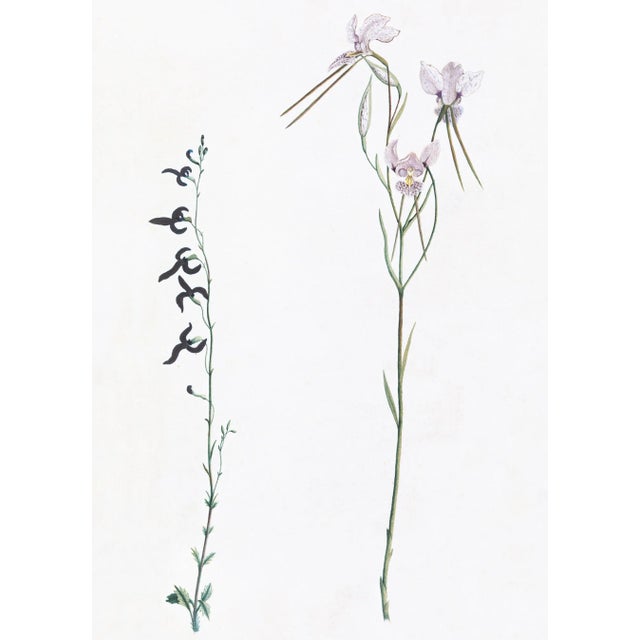 DESCRIPTION From the curated collection of Celerie Kemble for Ornis Gallery, these 18th Century Australian Botanicals are...