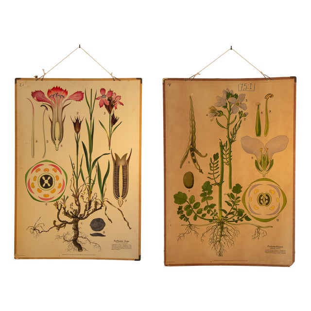 Botanical Themed Cardboard Posters by Harlinger, 1950s, Set of 2 For Sale