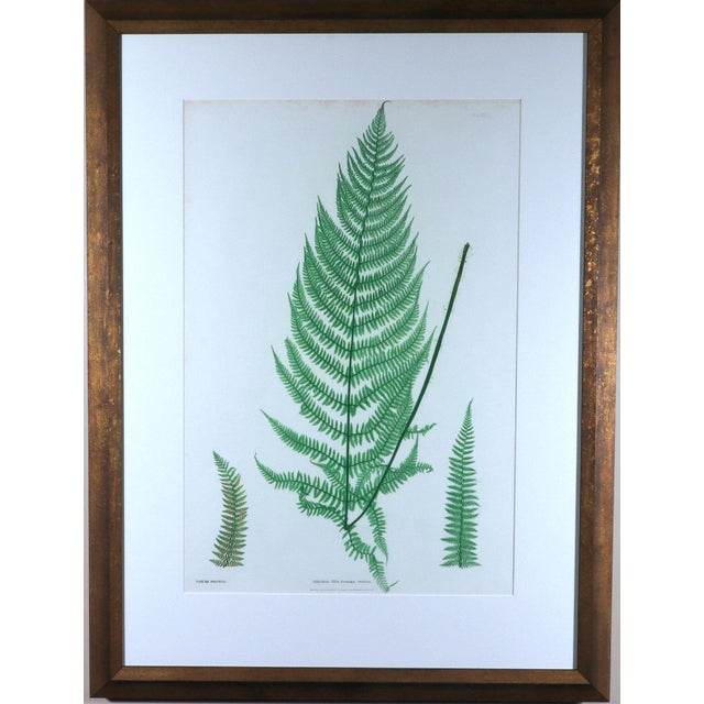 Mid 19th Century Henry Bradbury Nature-Printed Fern Botanical Prints, Set of Four, Framed For Sale - Image 5 of 18