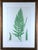 Mid 19th Century Henry Bradbury Nature-Printed Fern Botanical Prints, Set of Four, Framed For Sale - Image 5 of 18