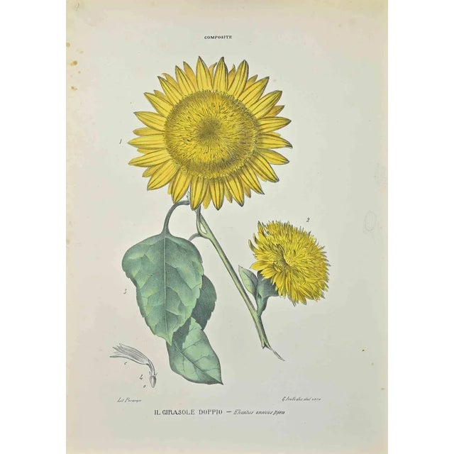 Vincenzo Tenore, Double Sunflower, Lithograph, 1870s For Sale