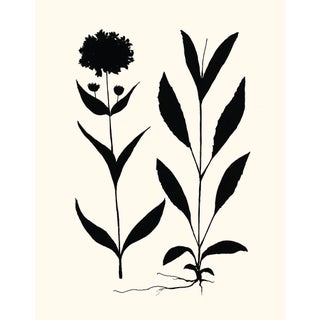 ﻿'Allium' Giclée Print by Philippa Katz For Sale