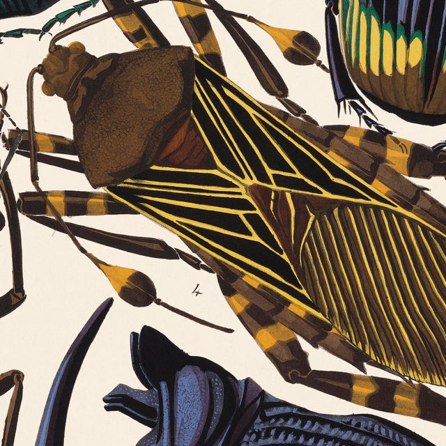 Contemporary Insects Plate 15 Giclee Reproduction Art Print After Emile Allain Séguy For Sale - Image 3 of 4