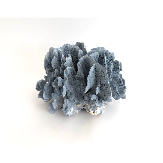Natural Blue Coral specimen with cut and polished base to protect surfaces. Each piece is cleaned and trimmed from its...