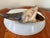 Natural Bull Horn Cigerette Ashtray For Sale - Image 4 of 6
