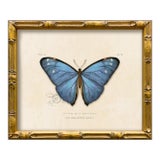 Reproduction Vintage "Garden Friends" Art Print (7) Blue Butterfly For Sale