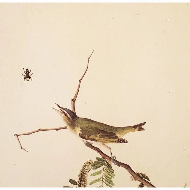 Farmhouse 1966 Vintage Cottage Print "Red-Eyed Vireo" After John James Audubon For Sale - Image 3 of 7