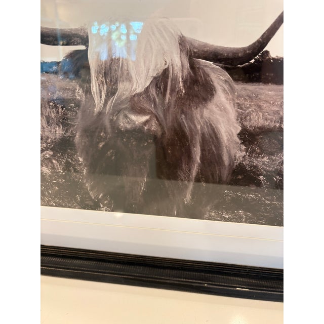 Black Vintage Black and White Highland Cow Cattle Photograph in Distressed Wood Frame For Sale - Image 8 of 9