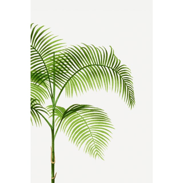 Vintage Palm Tree Illustration, Botanical Art Print Reproduction, 16" X 24" For Sale - Image 9 of 9