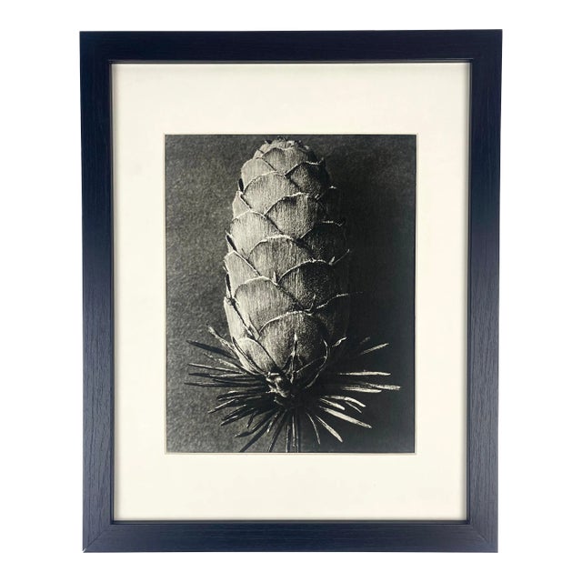 1940s Framed Botanical Blossfeldt Print - No. 89 For Sale