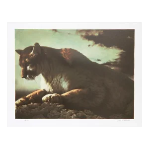 1970s "Cougar" Lithograph by Nancy Glazier