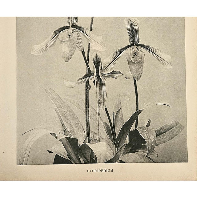 Beaux-Arts 1902 Antique French Botanical Photograph Lithograph, Orchid, With Documentation For Sale - Image 3 of 4