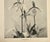 Beaux-Arts 1902 Antique French Botanical Photograph Lithograph, Orchid, With Documentation For Sale - Image 3 of 4