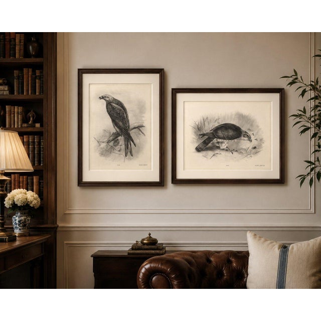 Antique honey buzzard bird prints by lilian m. Medland, set of two, 1908 a striking set of two original antique...