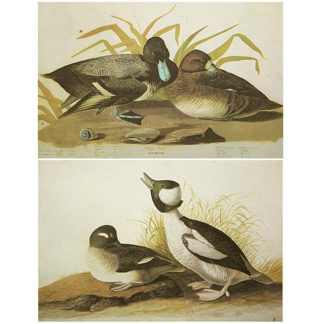 1960s 1966 Vintage Cottage Print, "Scaup Duck and Bonaparte's Gull" After John James Audubon For Sale - Image 5 of 7