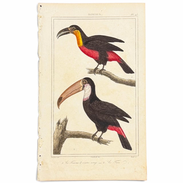Wonderfully graphic and richly hand-colored, this 1828 toucan engraving pairs a Red-bellied Toucan and Toco Toucan against...