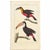 Wonderfully graphic and richly hand-colored, this 1828 toucan engraving pairs a Red-bellied Toucan and Toco Toucan against...