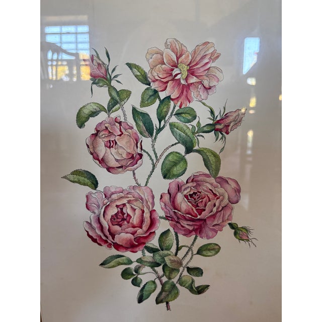 A hand colored engraving of Queen Elizabeth roses. It is a vertical arrangement of blooming pink roses and rose buds with...