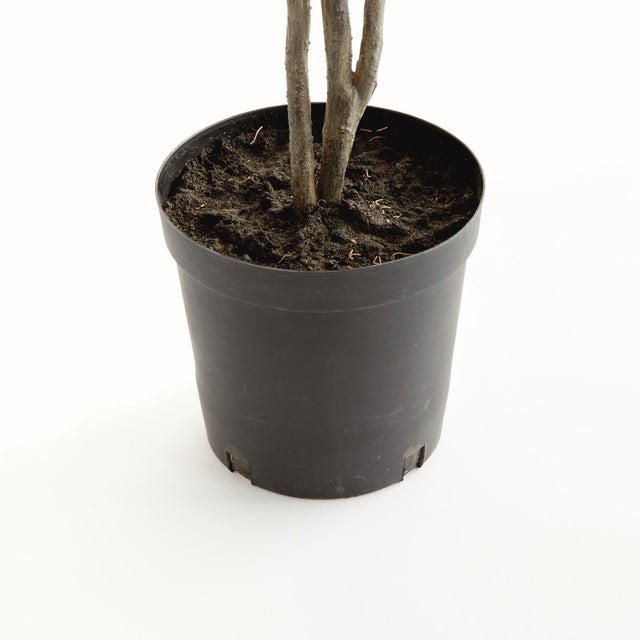 Kenneth Ludwig Chicago Ficus Tree Drop-In 51" For Sale - Image 4 of 4