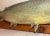Vintage Carved Wood 1949 Flowers Pike Fish Sculpture Wall Mount Trophy Folk Art For Sale - Image 10 of 13