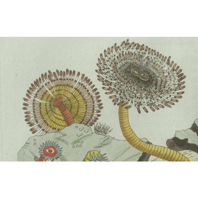 Bertuch, Marine Worms and Polyps, 1805, Engraving For Sale - Image 4 of 9