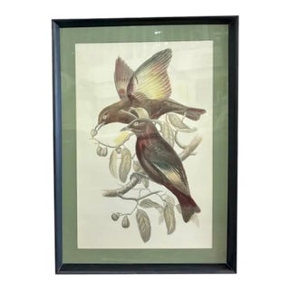Mid Century John Gould Bird Lithographs in Large Black Wood Frames - 42.5" X 30" - I of 2 For Sale