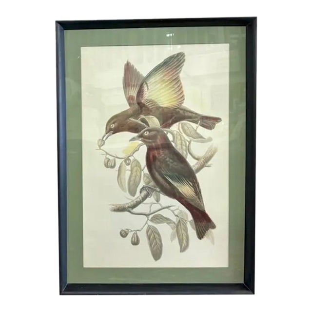 Mid Century John Gould Bird Lithographs in Large Black Wood Frames - 42.5" X 30" - I of 2 For Sale