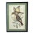 Mid Century John Gould Bird Lithographs in Large Black Wood Frames - 42.5" X 30" - I of 2 For Sale