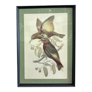 Mid Century John Gould Bird Lithographs in Large Black Wood Frames - 42.5" X 30" - I of 2