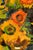 Aleksandr Rodin, Still Life with Yellow Flowers, 1980s, Oil Painting on Canvas For Sale - Image 7 of 10