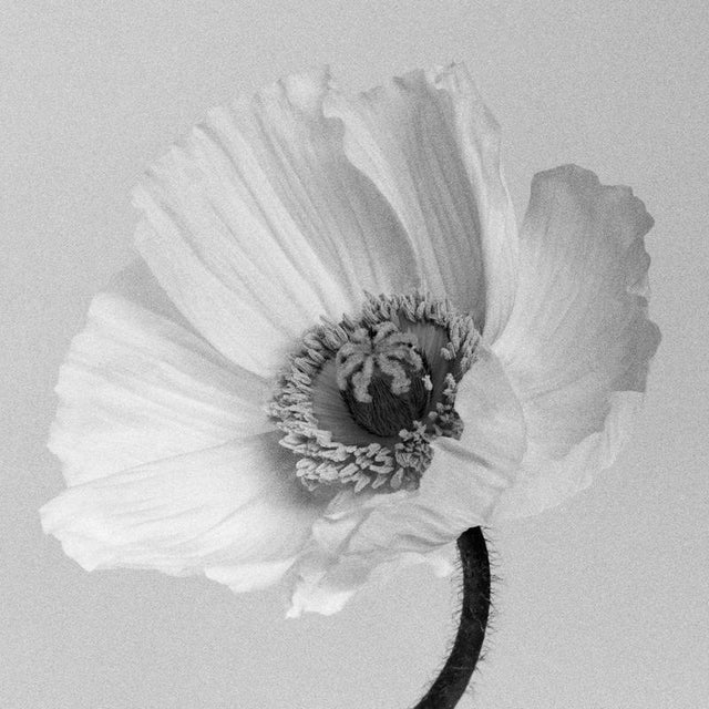 Poppy no.2 - Analogue Black and White Floral Photography, Limited Edition (2/20) 2023 For Sale - Image 7 of 7
