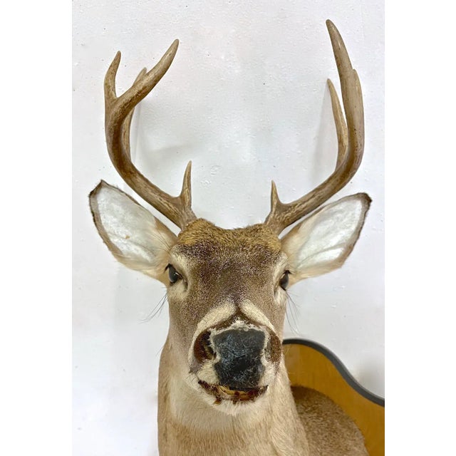 激安商品 Whitetail Deer Chairish | Mount Shoulder バッグ