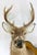 Whitetail Deer Shoulder Mount For Sale In Atlanta - Image 6 of 9