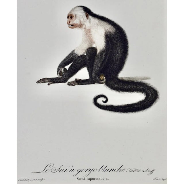 Realism White-Throated Capuchin Monkey: Framed Audebert 18th C. Hand-Colored Engraving, 1797 For Sale - Image 3 of 6