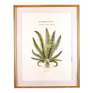 Original Vintage Custom Botanical Fern Reproduction Print with Makers Stamp